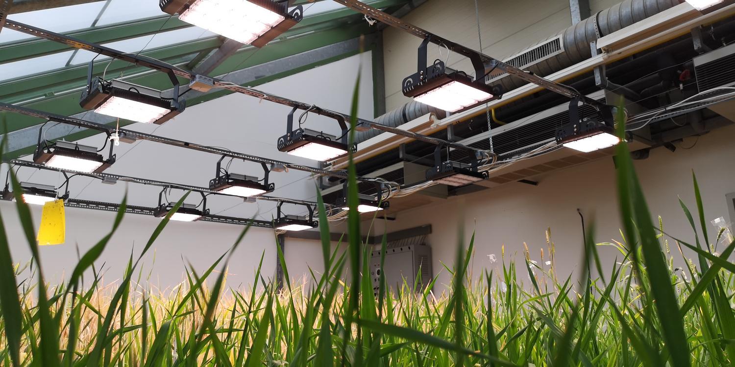 MATE üvegház LED világítása Black Sparkle LED lámpákkal - Ledium Kft.